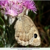 satyrus ferula female2